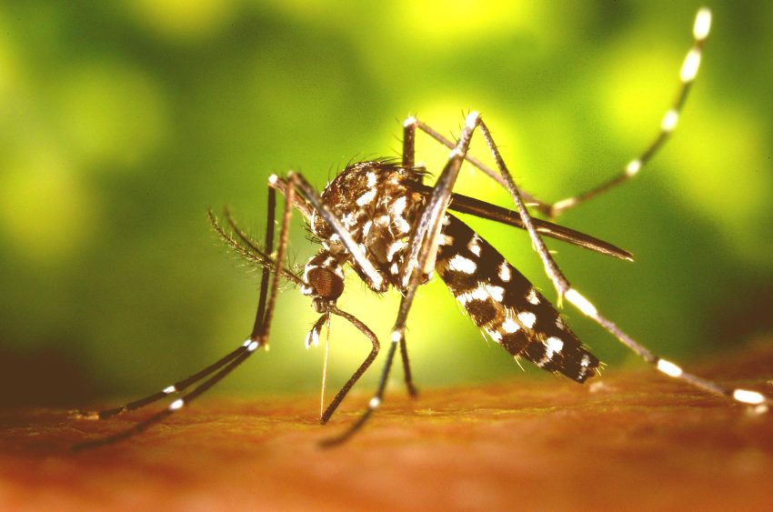 Selüloz Nanokristalleri ile Sivrisineklere Karşı Görünmez Olma