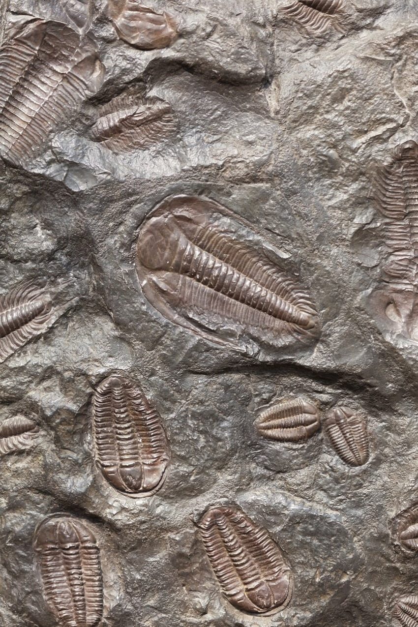 Fosil Kayıtları: Geçmişin Canlıları ve Evrimsel İzleri